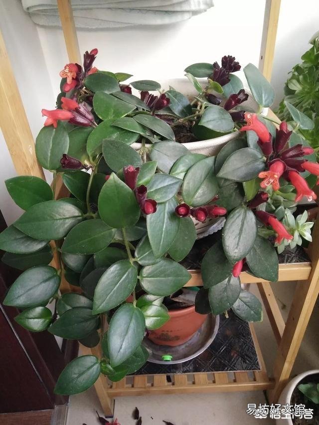 口红吊兰的花苞老掉,是怎么回事?