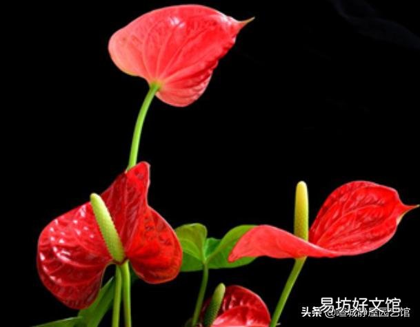 网上教的给绿萝浇啤酒、阿斯匹林、维生素B12、维生素C来预防绿萝黄叶，这个方法靠谱吗？