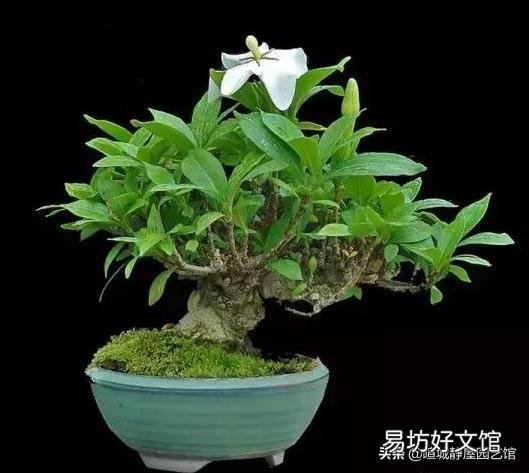网上教的给绿萝浇啤酒、阿斯匹林、维生素B12、维生素C来预防绿萝黄叶，这个方法靠谱吗？