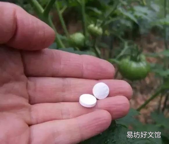 网上教的给绿萝浇啤酒、阿斯匹林、维生素B12、维生素C来预防绿萝黄叶，这个方法靠谱吗？