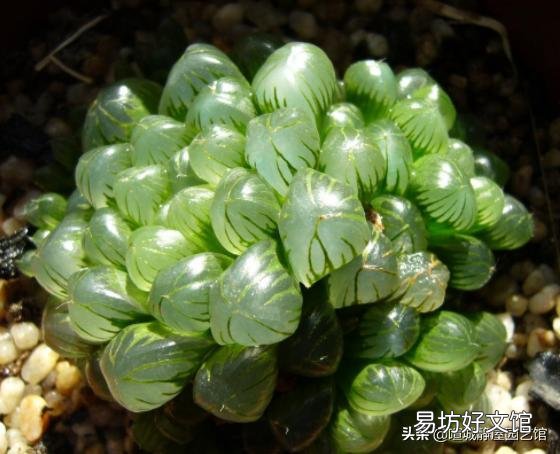 网上教的给绿萝浇啤酒、阿斯匹林、维生素B12、维生素C来预防绿萝黄叶，这个方法靠谱吗？