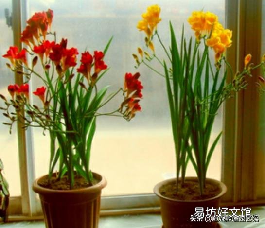 网上教的给绿萝浇啤酒、阿斯匹林、维生素B12、维生素C来预防绿萝黄叶，这个方法靠谱吗？