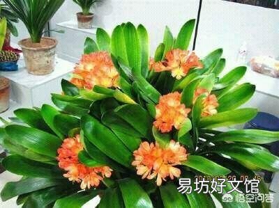 为什么我养的花不爱开?