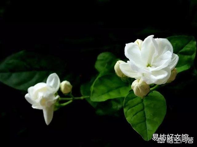 为什么我养的花不爱开?