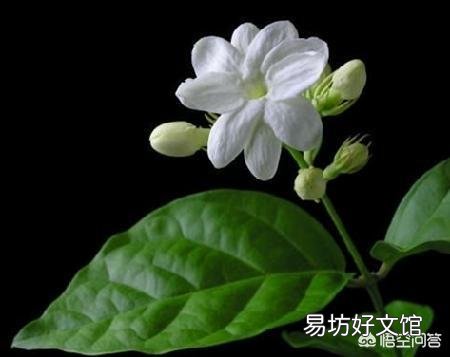 为什么我养的花不爱开?