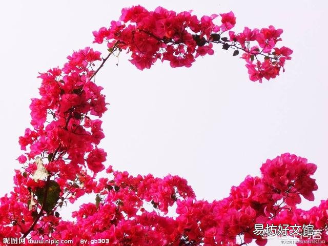 为什么我养的花不爱开?