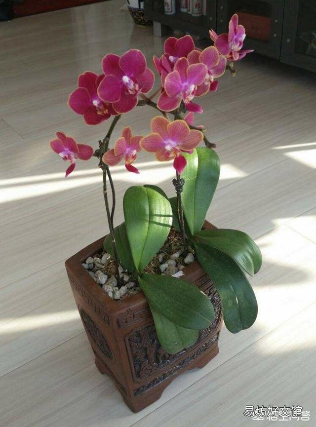 为什么我养的花不爱开?