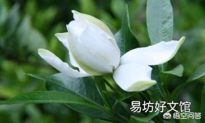 栀子花,夏季怕太阳高温直射吗?