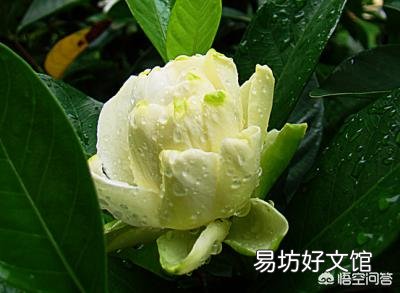 栀子花,夏季怕太阳高温直射吗?
