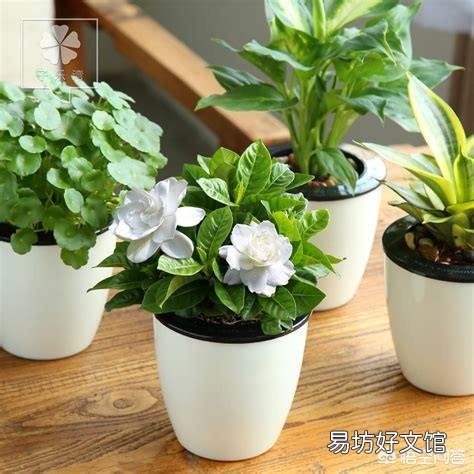 栀子花,夏季怕太阳高温直射吗?