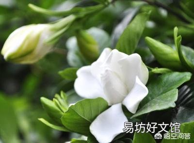栀子花,夏季怕太阳高温直射吗?