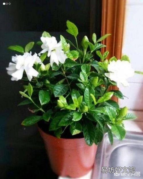 栀子花,夏季怕太阳高温直射吗?