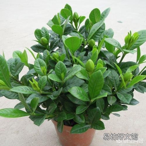 栀子花,夏季怕太阳高温直射吗?