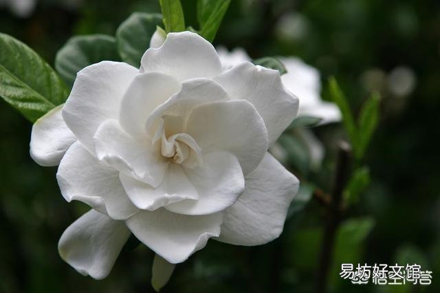 栀子花,夏季怕太阳高温直射吗?