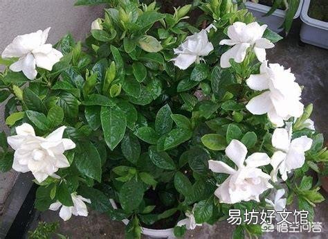 栀子花,夏季怕太阳高温直射吗?
