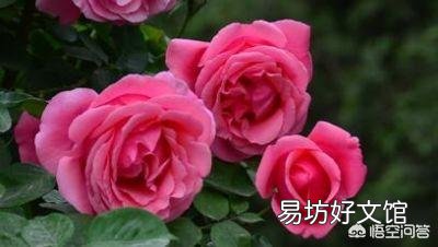 春季盆栽月季,施什么样的肥效果好?