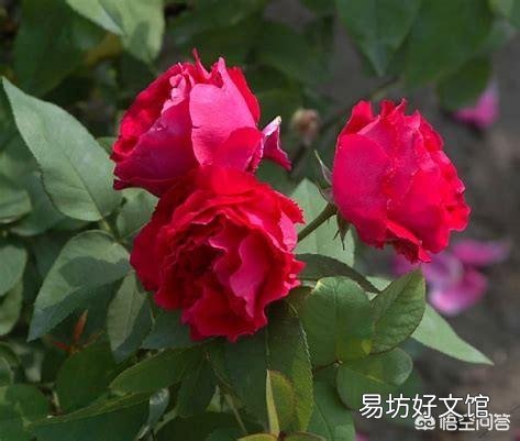 春季盆栽月季,施什么样的肥效果好?