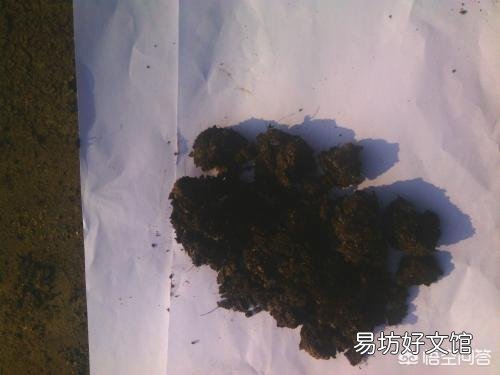 春季盆栽月季,施什么样的肥效果好?