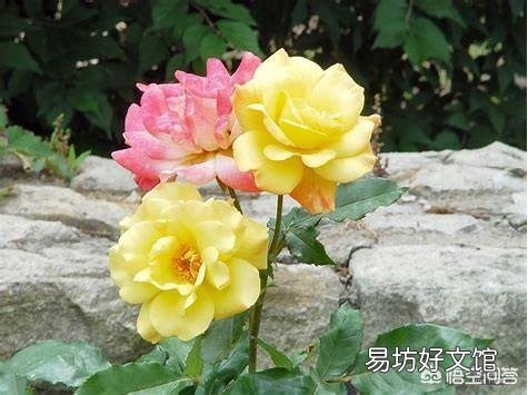 春季盆栽月季,施什么样的肥效果好?