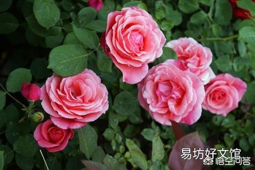 春季盆栽月季,施什么样的肥效果好?