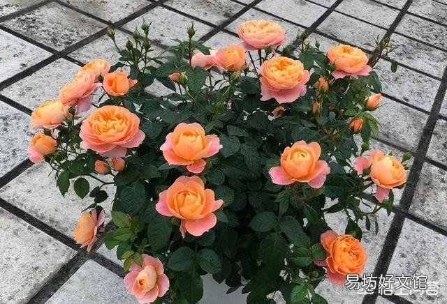 春季盆栽月季,施什么样的肥效果好?