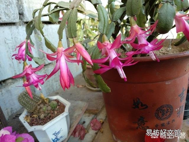 刚买的不带花盆蟹爪兰根怎么？