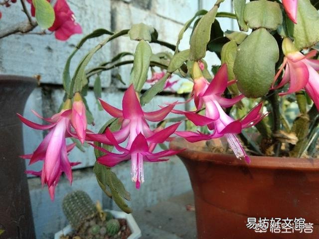 刚买的不带花盆蟹爪兰根怎么？