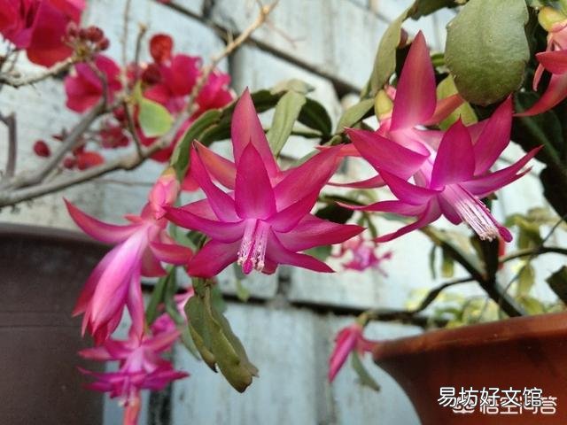 刚买的不带花盆蟹爪兰根怎么？