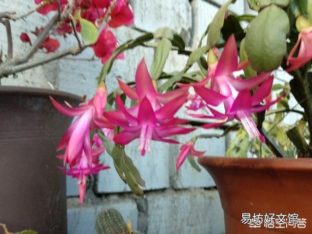 刚买的不带花盆蟹爪兰根怎么？