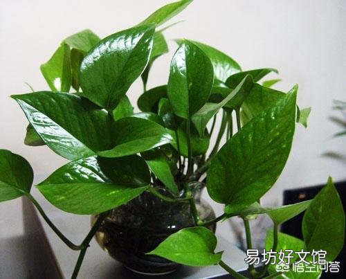 我家绿萝叶子发黄并且有黑斑，该怎么拯救？
