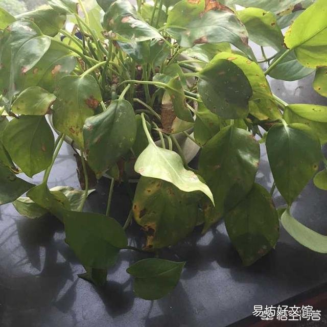 我家绿萝叶子发黄并且有黑斑，该怎么拯救？