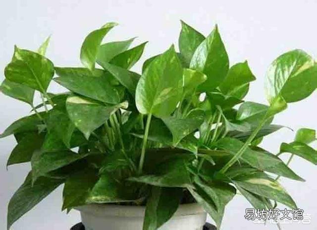 我家绿萝叶子发黄并且有黑斑，该怎么拯救？