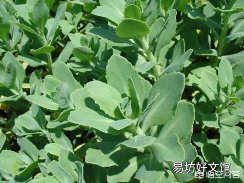 蟹爪兰可以嫁接到景天上吗?