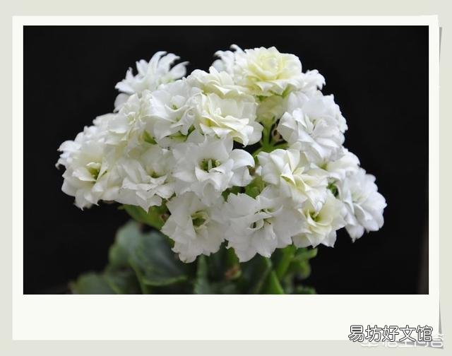 北方室内温度8度光线一般,长寿花花骨朵蔫了是怎么回事?