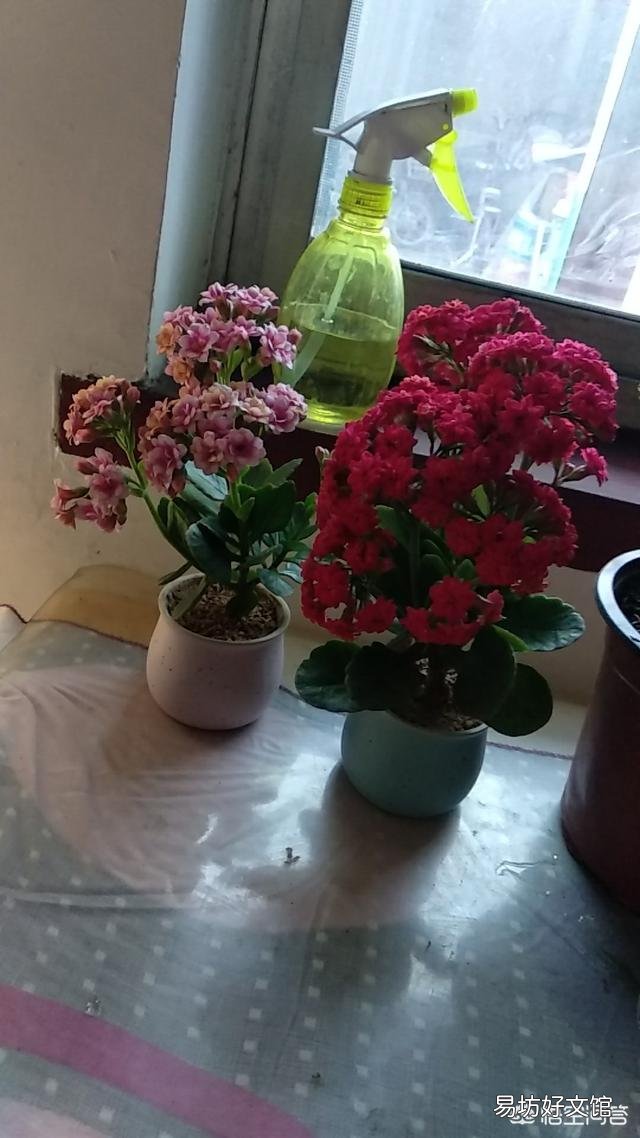 北方室内温度8度光线一般,长寿花花骨朵蔫了是怎么回事?