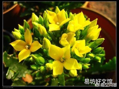 北方室内温度8度光线一般,长寿花花骨朵蔫了是怎么回事?