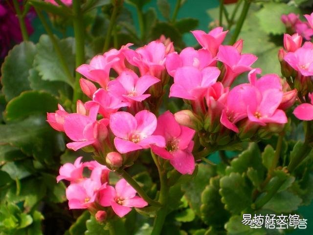 北方室内温度8度光线一般,长寿花花骨朵蔫了是怎么回事?