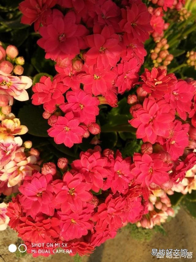 北方室内温度8度光线一般,长寿花花骨朵蔫了是怎么回事?