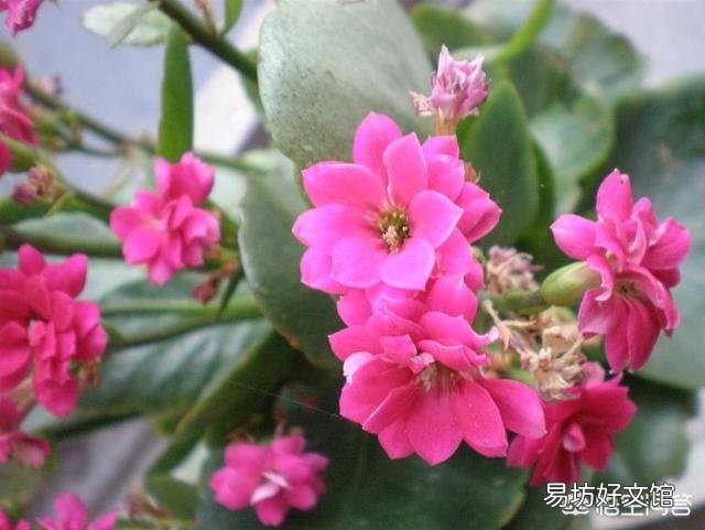 北方室内温度8度光线一般,长寿花花骨朵蔫了是怎么回事?