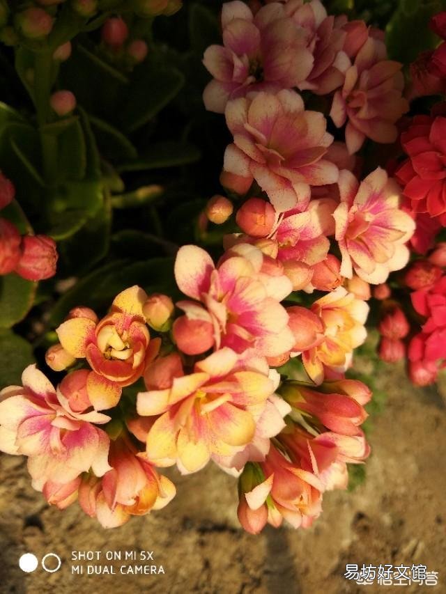 北方室内温度8度光线一般,长寿花花骨朵蔫了是怎么回事?