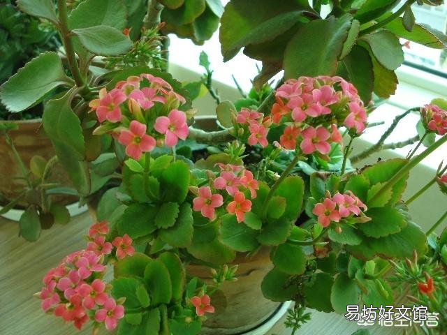 北方室内温度8度光线一般,长寿花花骨朵蔫了是怎么回事?
