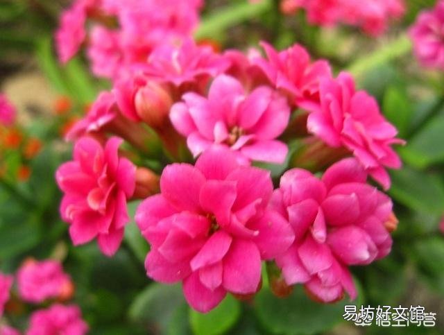 北方室内温度8度光线一般,长寿花花骨朵蔫了是怎么回事?