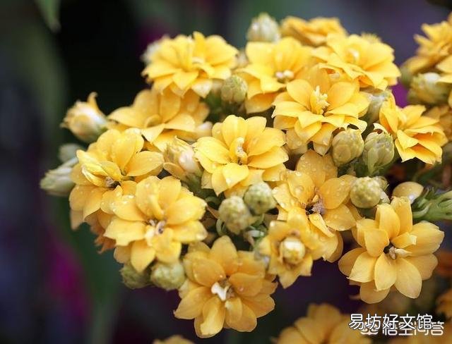 北方室内温度8度光线一般,长寿花花骨朵蔫了是怎么回事?