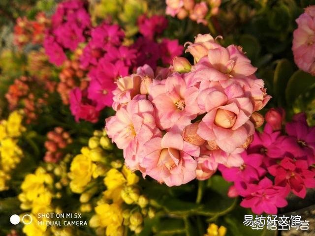 北方室内温度8度光线一般,长寿花花骨朵蔫了是怎么回事?
