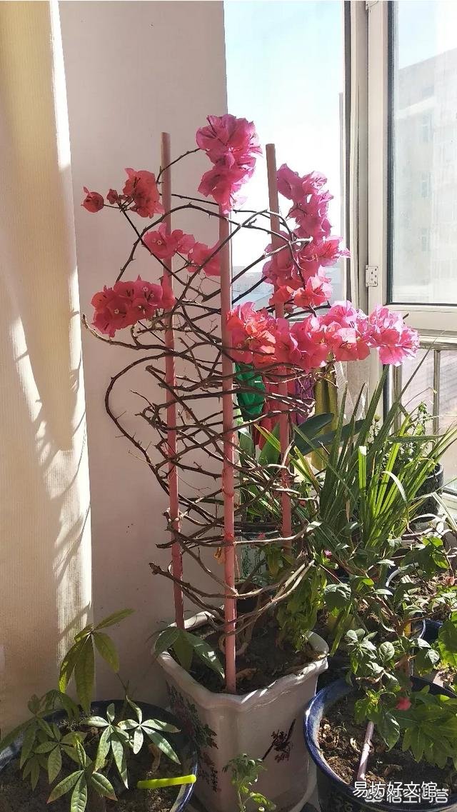 三角梅没落叶已经干枯,会不会死了?