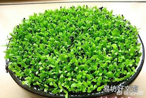 芝麻是怎么从火龙果里一个一个扣出来的？