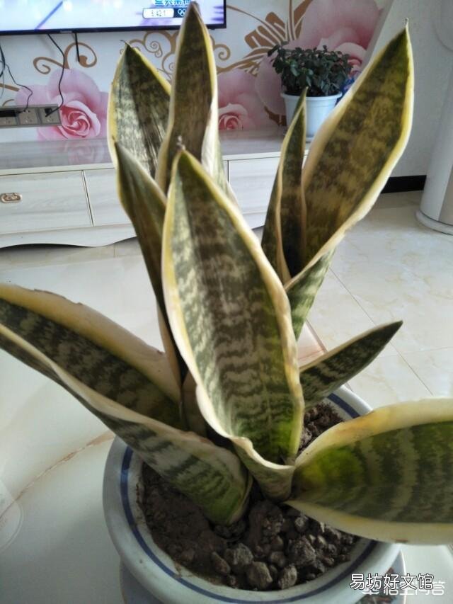 虎皮兰干边了怎么回事?