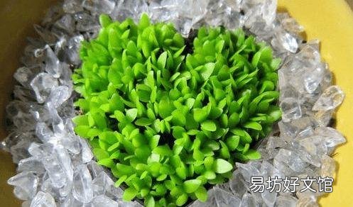 为什么种火龙果时非要扦插和嫁接呢?