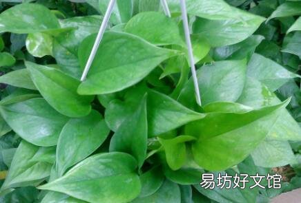 绿萝种成这样是什么原因?