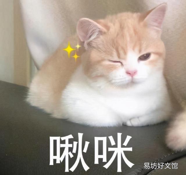 曼基康短腿猫(曼基康短腿猫多少钱一只)